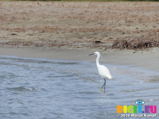 FZ027819 Little Egret on beach